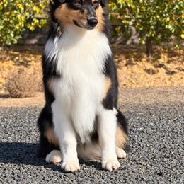 Shamrock - Black tri-color male Australian Shepherd puppy in Touchet, Washington from Windust Kennels