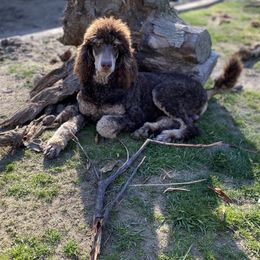 Oakley - Poodle