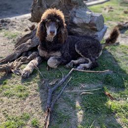 Oakley - Poodle