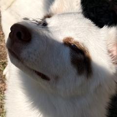 Siberian Huskies and Yakutian Laikas from For the Wise Siberian huskies
