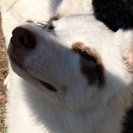 Siberian Huskies and Yakutian Laikas from For the Wise Siberian huskies