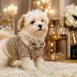 Flynn - White and tan male Maltese puppy in Warren, Michigan from Danielle's Yorkie Babies