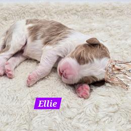 Ellie - Red female Bernedoodle puppy in Neillsville, Wisconsin from Granton Creek