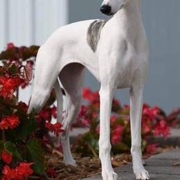 Whippets from Haven Whippets