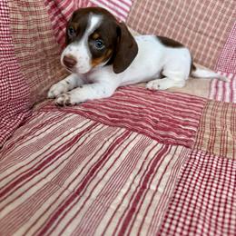 Benny - Piebald male Dachshund puppy in Aurora, Missouri from Baker Farms