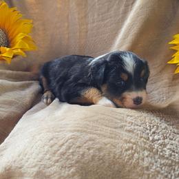 Zena - Black tri female Miniature Australian Shepherd puppy in Copperas Cove, Texas from Hidden Leaf Aussies