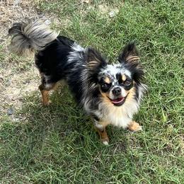 Layla - Chihuahua