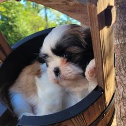 Shih Tzu and West Highland White Terrier Puppies from Westies of Morrison