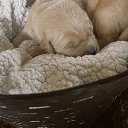 Golden Retriever Puppies from Sovereignty Grace Goldens