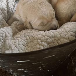 Golden Retriever Puppies from Sovereignty Grace Goldens