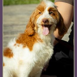 Cassie - Red and white female Cockapoo puppy in Connersville, Indiana from Deaz Doodle Ranch