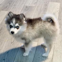 Pia's girl 1 - Black and white female Pomsky puppy in Enid, Oklahoma from Mile Hi Pomskies