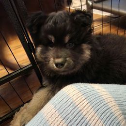 Ash - Black male Finnish Lapphund puppy in Mount Clemens, Michigan from Tulikettu Kennel