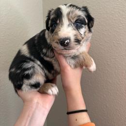 Snickers - Black tri-color female Australian Shepherd puppy in Weeki Wachee, Florida from Ace of Spades Australian Shepherds