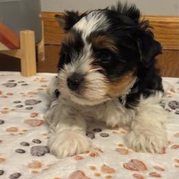 Bluey - Black tan and white male Biewer Terrier puppy in Dakota Dunes, South Dakota from Dunes Pups