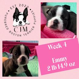 Emmy - Black brindle and white female Boston Terrier puppy in Jupiter, Florida from CJM Boston and Boxer Puppies
