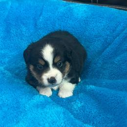 Ziggy - Black tri male Toy Australian Shepherd puppy in Norco, California from River Springs Aussies