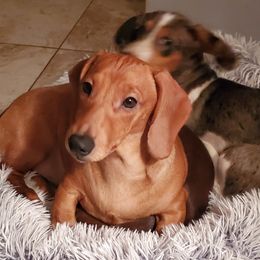 Gretta - Dachshund