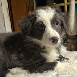 Orchard - Blue male Border Collie puppy in Lakeview, Michigan from Haven Creek Farm