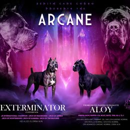 Cane Corso puppies from Zenith Cane Corso