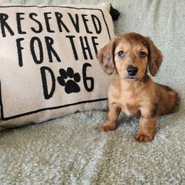 Red - Dapple male Dachshund puppy in Lindsay, California from Lewis Creek Dachshunds