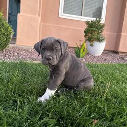 Boots - Gray brindle female Cane Corso puppy in Utah from 3Lake Kennelz