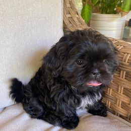 Girl 1 - Black female Shih Tzu puppy in Lexington, North Carolina from SCS Shih Tzus