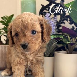Clark - Red male Cavapoo puppy in Grove, Oklahoma from Rocky Oak Cavaliers & Biewer Terriers LLC