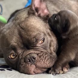 French Bulldogs from Rowdy Rowley’s Enshrined Frenchies LLC