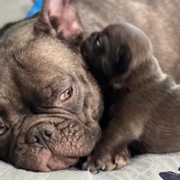 French Bulldogs from Rowdy Rowley’s Enshrined Frenchies LLC