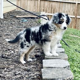 "Emmylou- 2 months old" Miniature Australian Shepherd Puppies from Integrity Aussies Tx