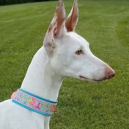 Ibizan Hound All Grown Up from Compelling Canines