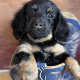 Willie Nelson - Black and tan male Dachshund puppy in Chandler, Arizona from Vonaducci Doxies, LLC.