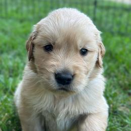 Willow (Lilac) - Golden female Golden Retriever puppy in Franklin, West Virginia from Wildmour K9
