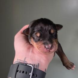 Boy 7 - Black tri-color male Australian Shepherd puppy in London, Kentucky from Kenmont Kennels