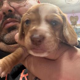 Dachshund Puppies from Witchy Woman’s Wiener’s