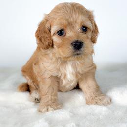 Fawn - Cream female Cockapoo puppy in Pledger, Texas from Sugarbear Cockapoos