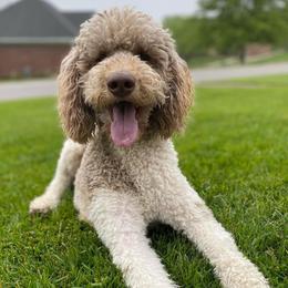 Winnie - Goldendoodle