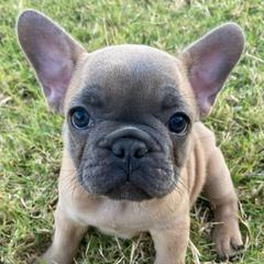 French Bulldog Puppies from Central Frenchies
