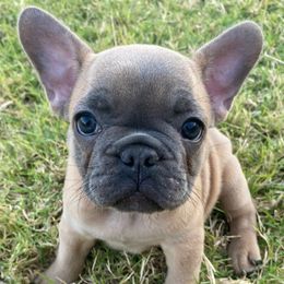 French Bulldog Puppies from Central Frenchies