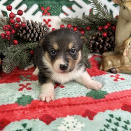 Holly - Black and tan female American Corgi puppy in Waskom, Texas from Piney Woods Corgis