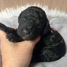 Ginger - Black and white female Aussiedoodle puppy in Clarkston, Washington from Doodle & Poodle Palace