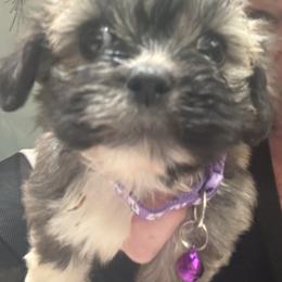Akc girl 5 lavender collar girl - Parti female Lhasa Apso puppy in Chico, California from Lhasa Apsos of northern Ca . Biewer terriers of northern California