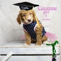 Cayenne (pink collar) girl - Apricot female Goldendoodle puppy in Corona, California from Fluffy Puppy Mini Doodles LLC
