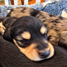 Daphne - Black and cream female Dachshund puppy in Salem, Oregon from Longdox Mini Dachshunds