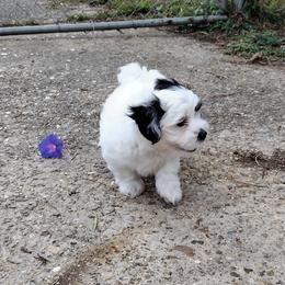 Coton de Tulear Puppies from Marilyn Edwards
