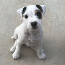 Jack Russell Terrier Puppies from Ground Force Jack Russell Terriers