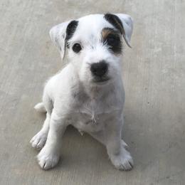 Jack Russell Terrier Puppies from Ground Force Jack Russell Terriers