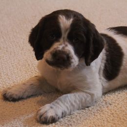English Springer Spaniel Puppies from South Fork Springers