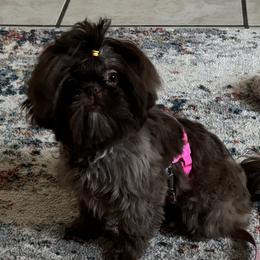Shih Tzu Puppies from Love4Shihtzu